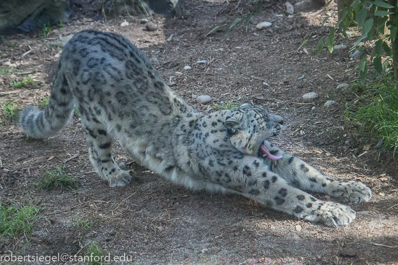 snow leopard